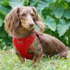 Wrap and Snap Choke Free Dog Harness by Doggie Design